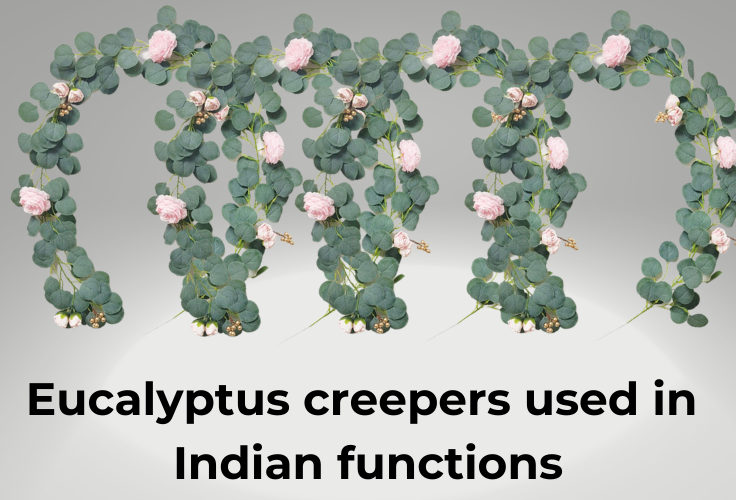 Eucalyptus creepers used in Indian functions